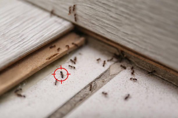 Pest Prevention Services in Slaughter, LA